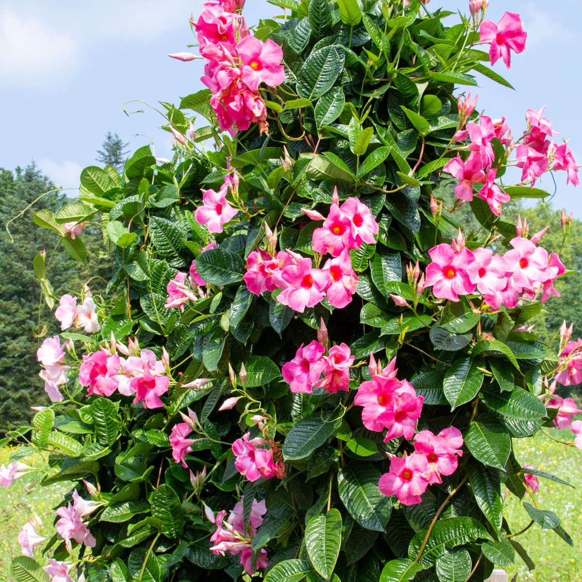 Rocktrumpet - Mandeville 'Rio Hot Pink' - Height 60-70cm - ⌀17cm