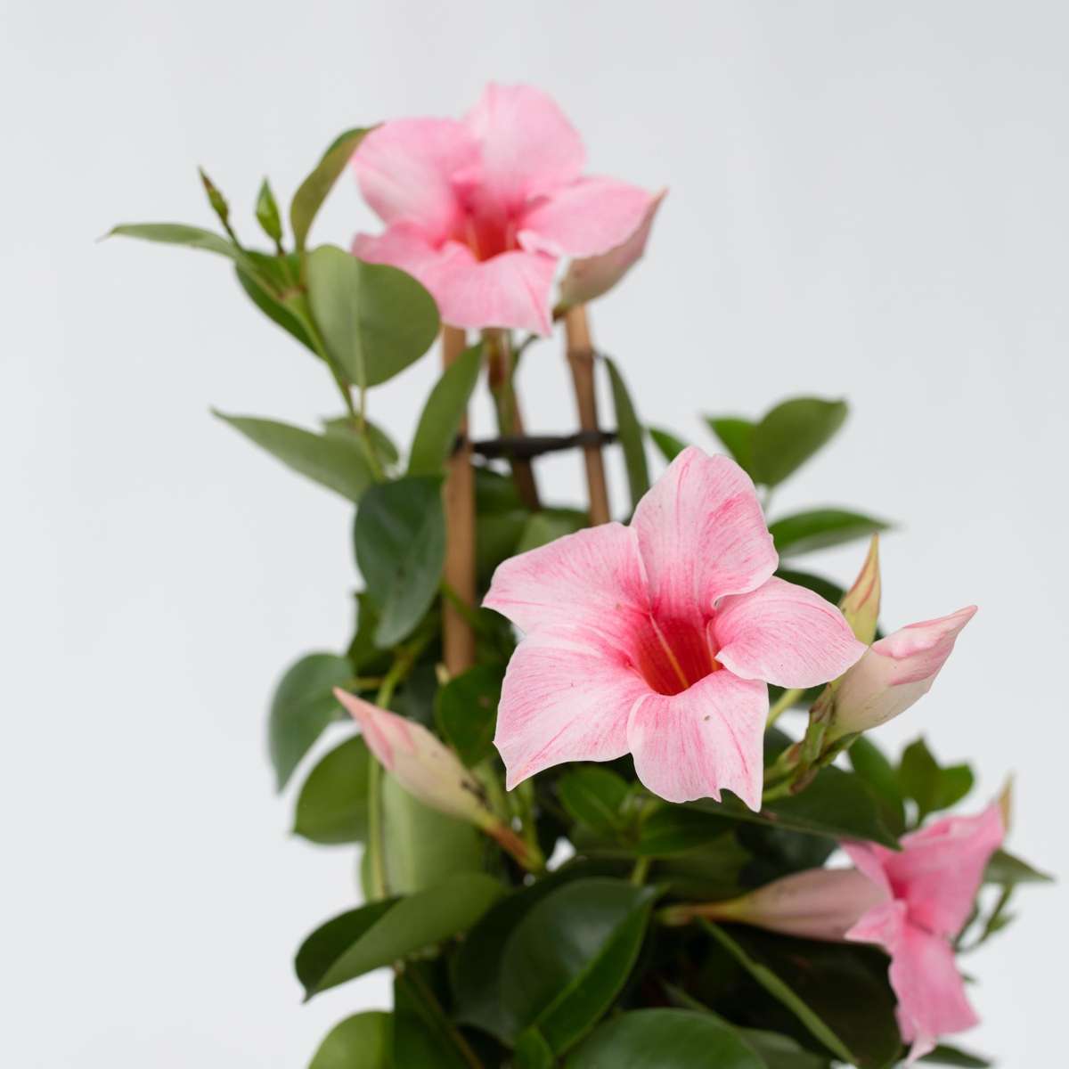 Rocktrumpet - Mandeville 'Rio Hot Pink' - Height 60-70cm - ⌀17cm