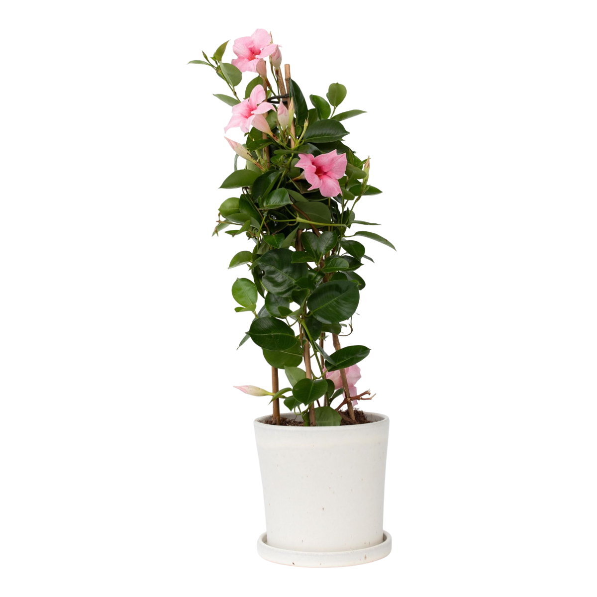 Rocktrumpet - Mandeville 'Rio Hot Pink' - Height 60-70cm - ⌀17cm