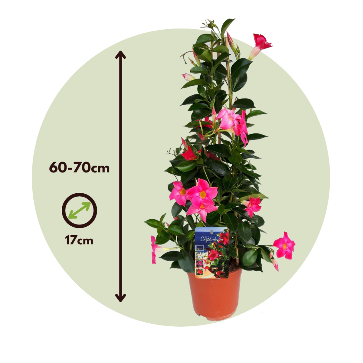 Rocktrumpet - Mandeville 'Rio Hot Pink' - Height 60-70cm - ⌀17cm