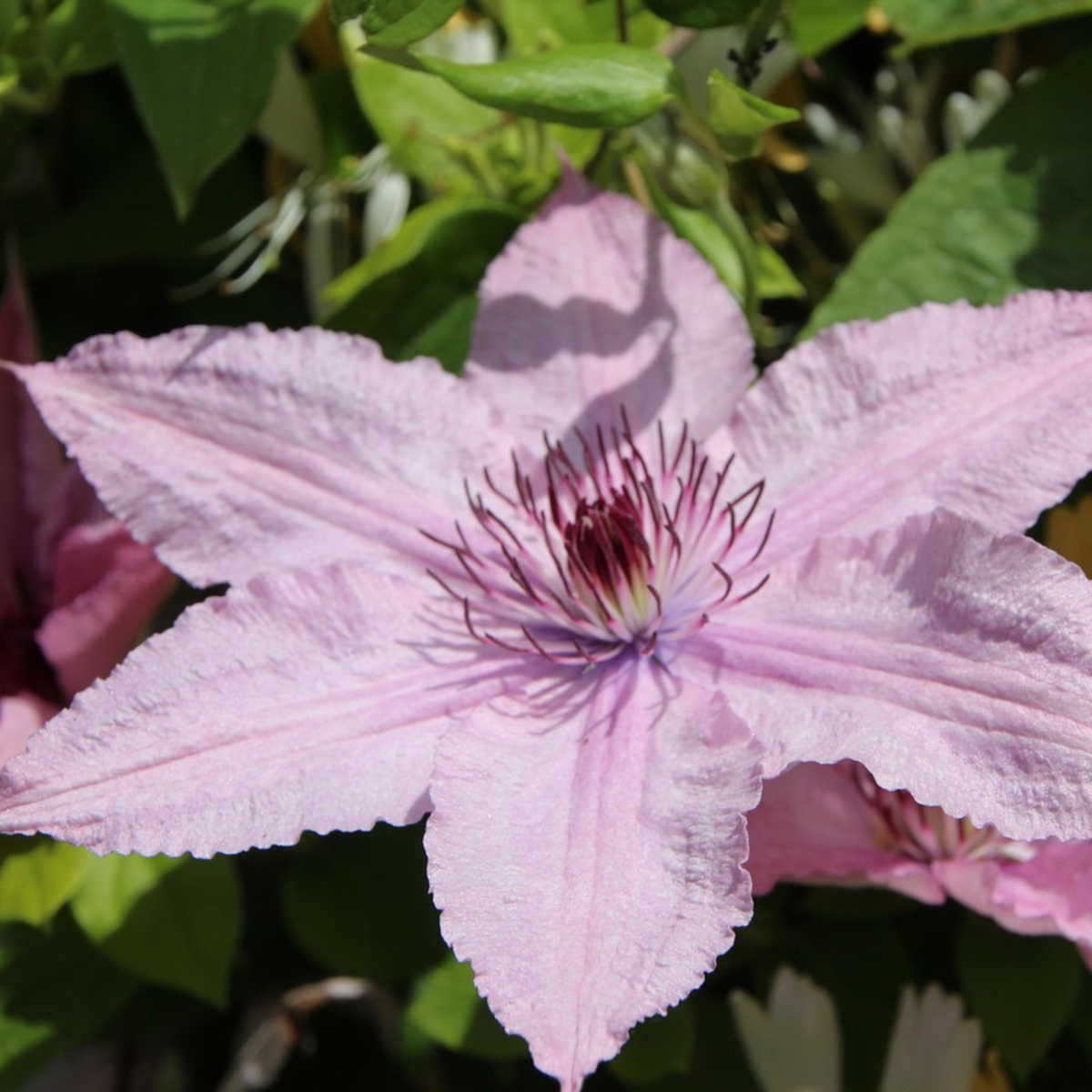 Clématite - Clematis 'Hagley Hybrid' - Hauteur 100-120cm - ⌀17cm