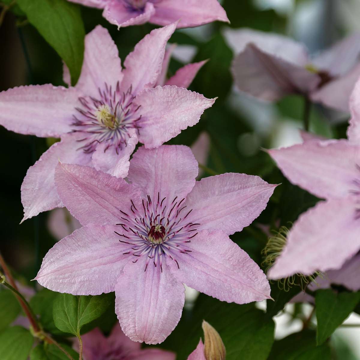 Clématite - Lot de 2 - Clematis 'Hagley Hybrid' - Hauteur 100-120cm - ⌀17cm