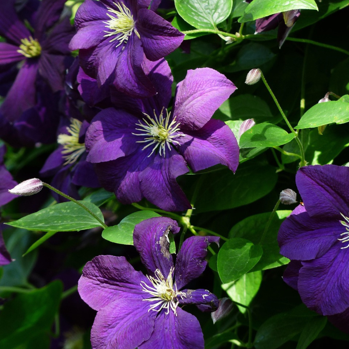 Clématite - Clematis 'The President' - Hauteur 100-120cm - ⌀17cm