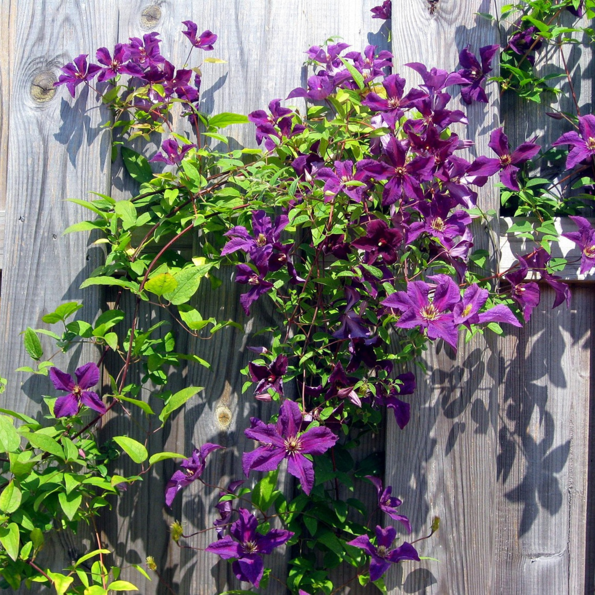 Clématite - Lot de 2 - Clematis 'The President' - Hauteur 100-120cm - ⌀17cm