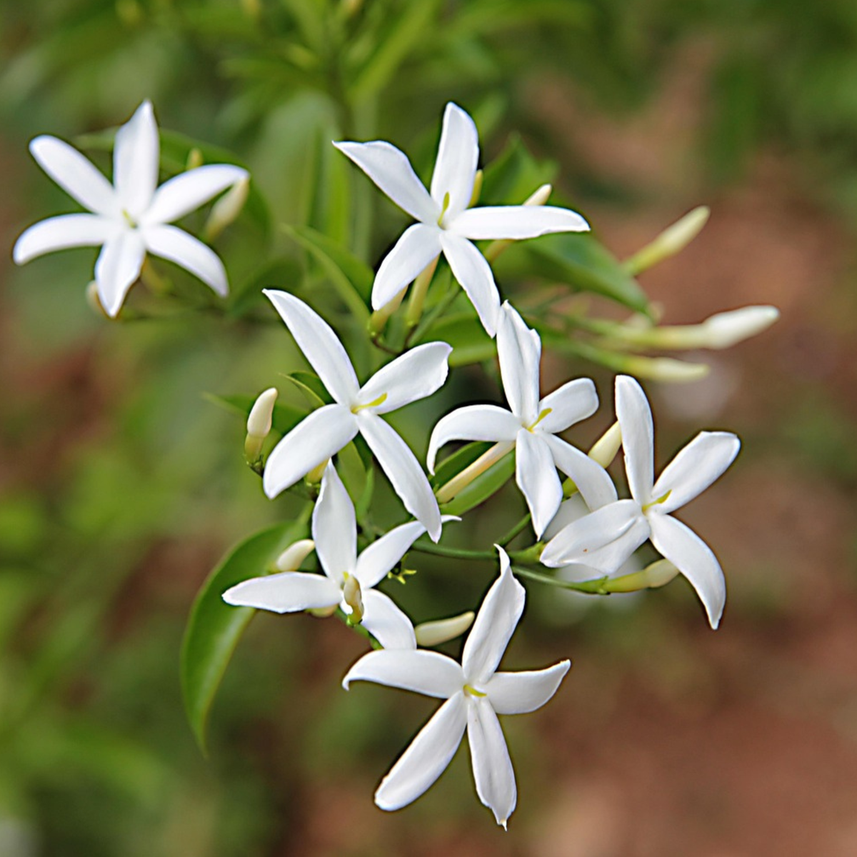 Winter Jasmine - Jasminum polyanthum - Height 60-70cm - ⌀17cm