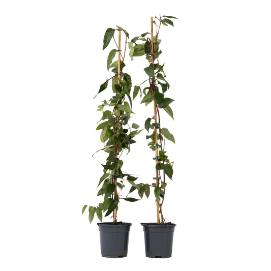 Chèvrefeuille - Set de 2 - Lonicera henryi 'Copper Beauty' - H110-120cm - ⌀17cm