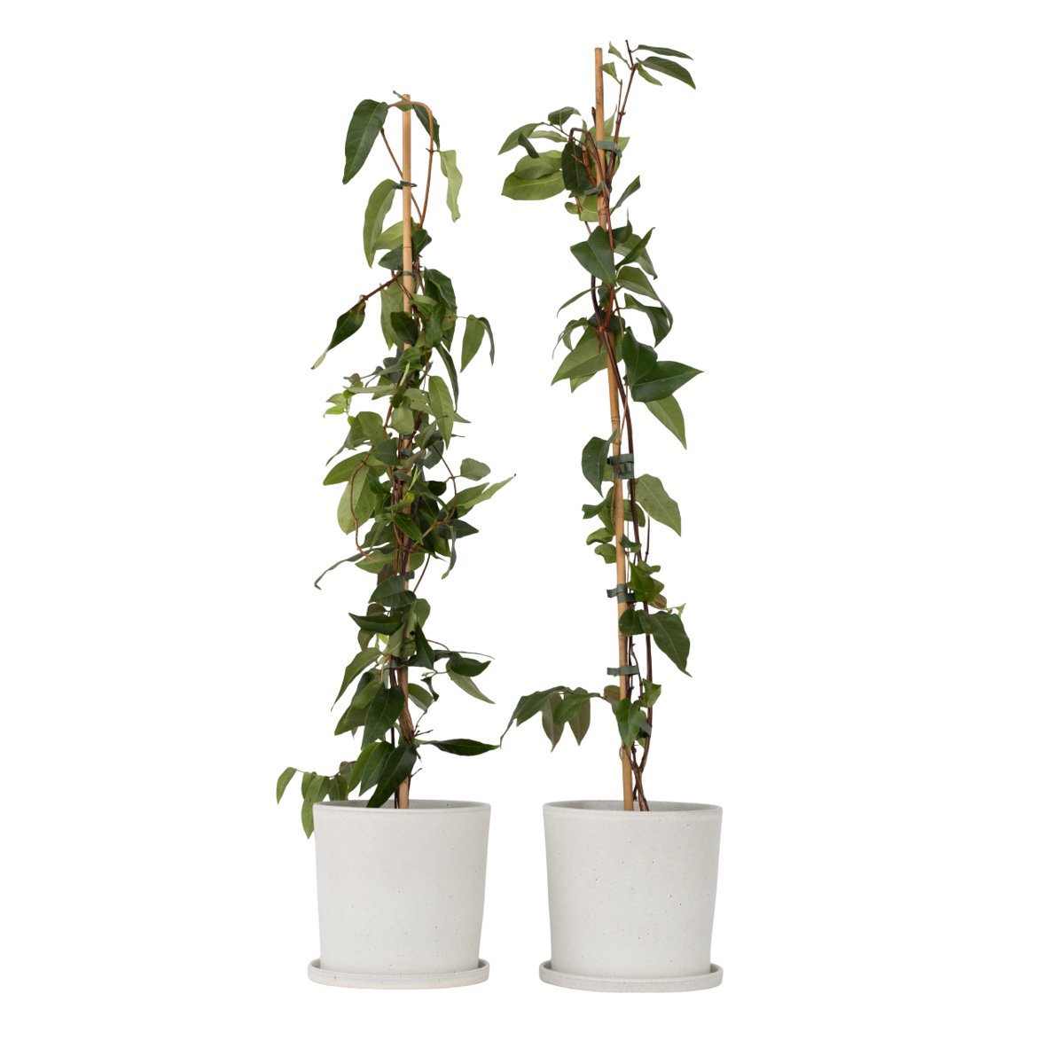 Chèvrefeuille - Set de 2 - Lonicera henryi 'Copper Beauty' - H110-120cm - ⌀17cm