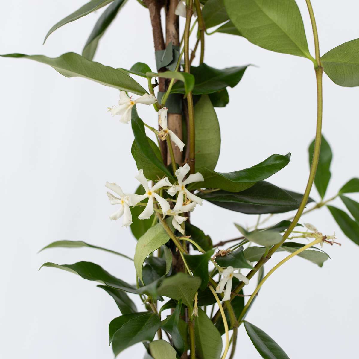 Star of Jasmine - Trachelospermum jasminoides - Height 110-120cm - ⌀17cm