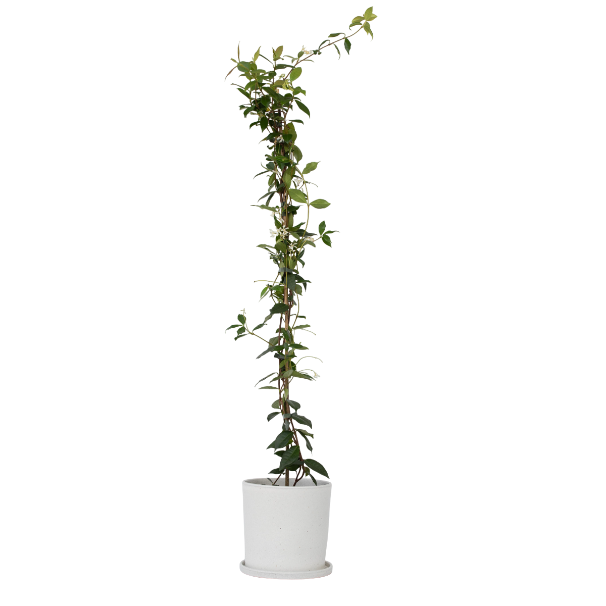 Star of Jasmine - Trachelospermum jasminoides - Height 110-120cm - ⌀17cm