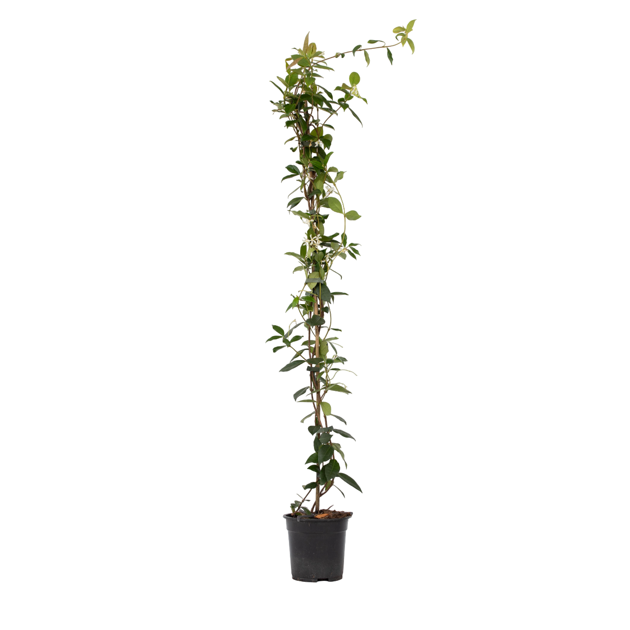 Star of Jasmine - Trachelospermum jasminoides - Height 110-120cm - ⌀17cm