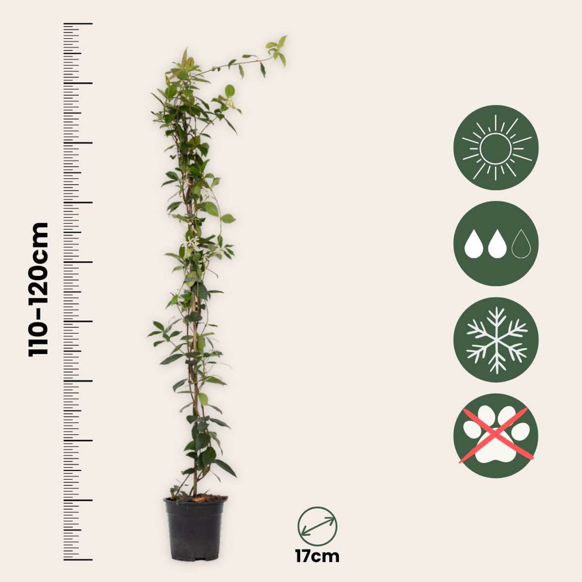 Star of Jasmine - Trachelospermum jasminoides - Height 110-120cm - ⌀17cm