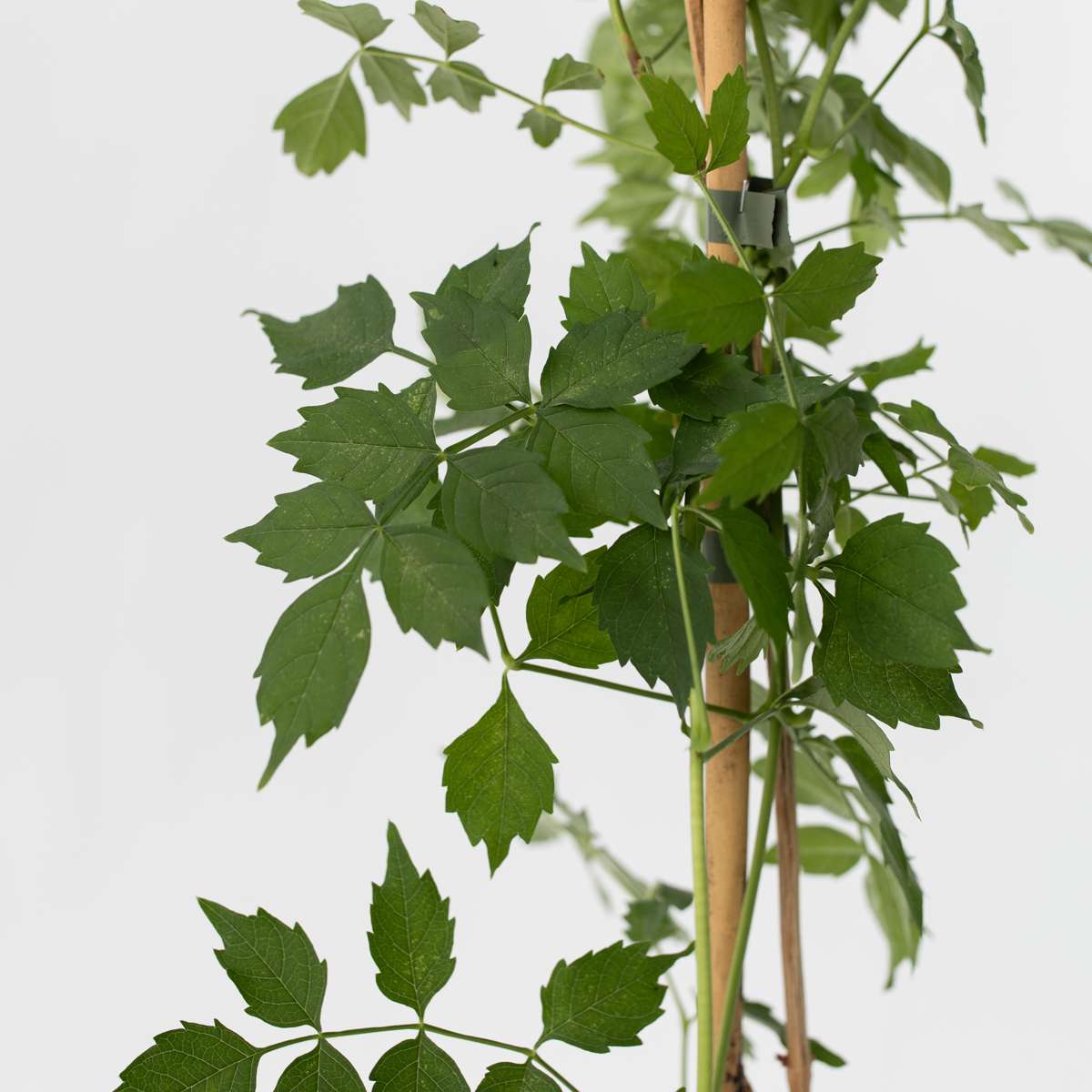 Bignone à trompettes - Campis radicans 'Flava' - Hauteur 110-120cm - ⌀17cm