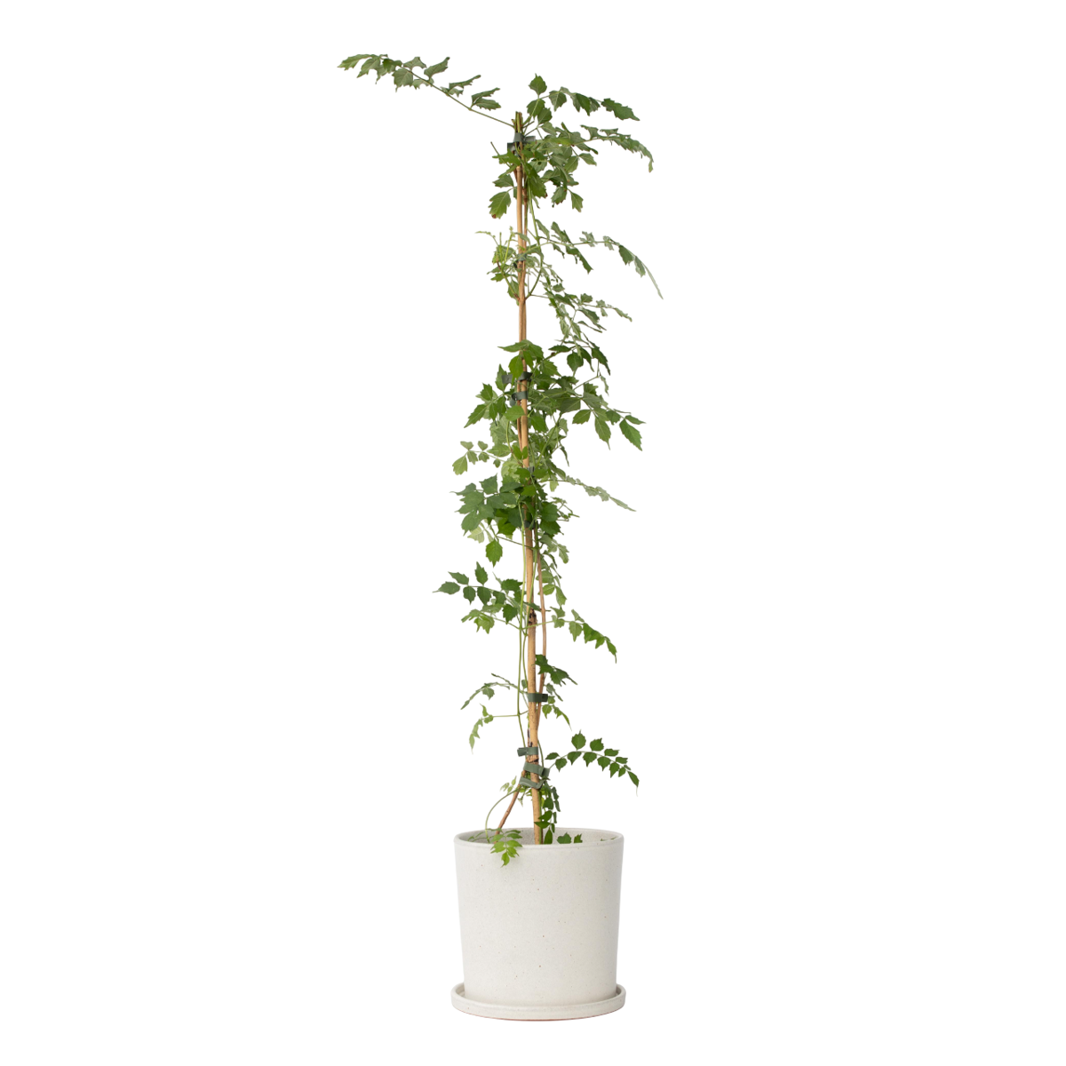Bignone à trompettes - Campis radicans 'Flava' - Hauteur 110-120cm - ⌀17cm