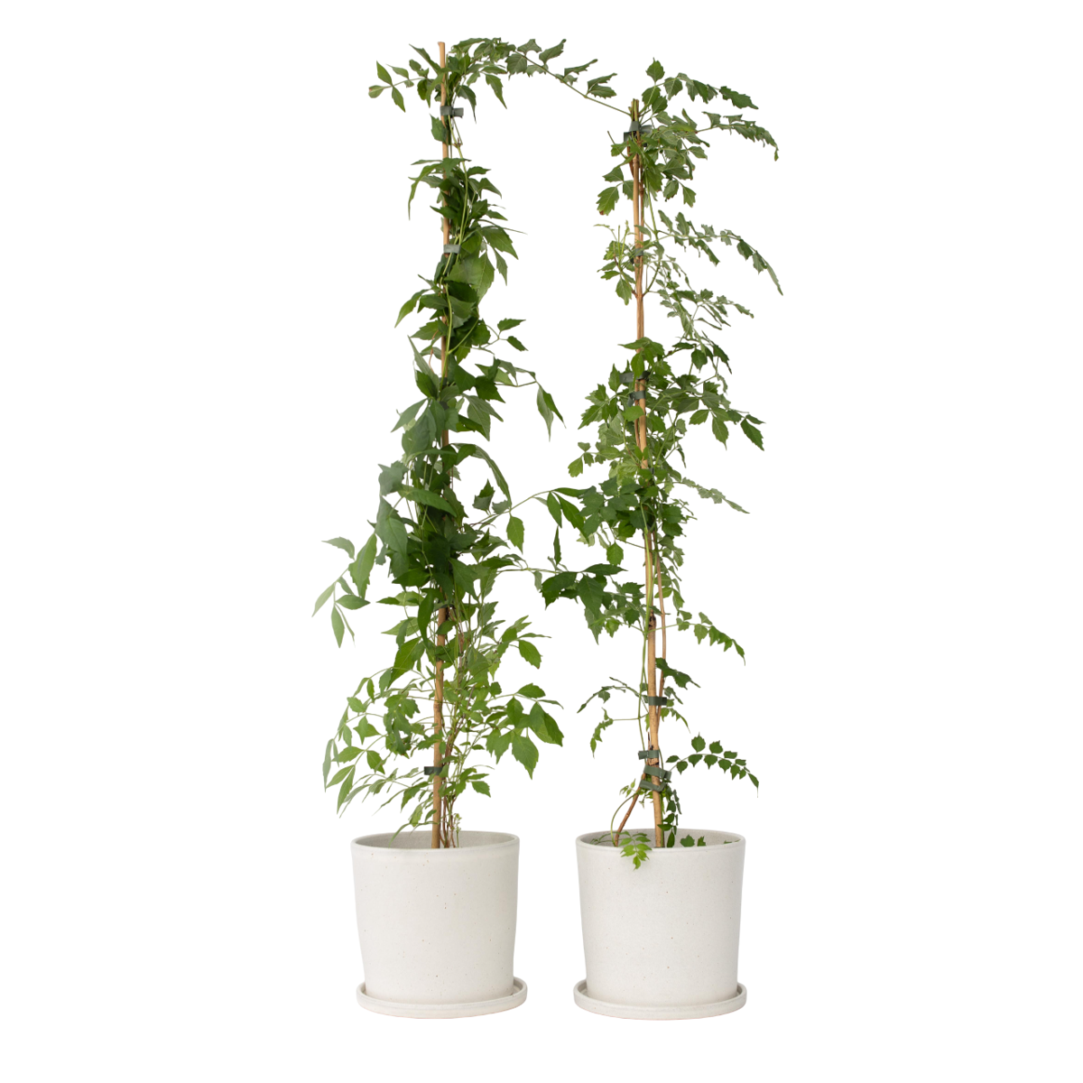 Bignone à trompettes - Set de 2 - Campis radicans 'Flava' - H110-120cm - ⌀17cm