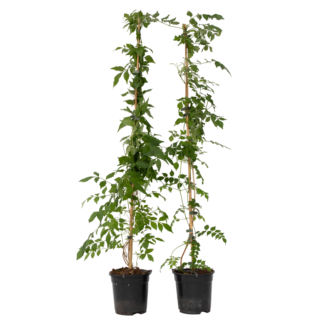 Bignone à trompettes - Set de 2 - Campis radicans 'Flava' - H110-120cm - ⌀17cm