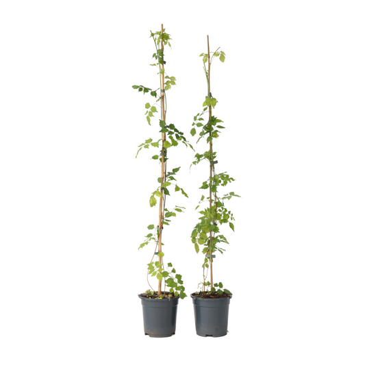 Bignone à trompettes - Set de 2 - Campsis radicans - Hauteur 110-120cm - ⌀17cm