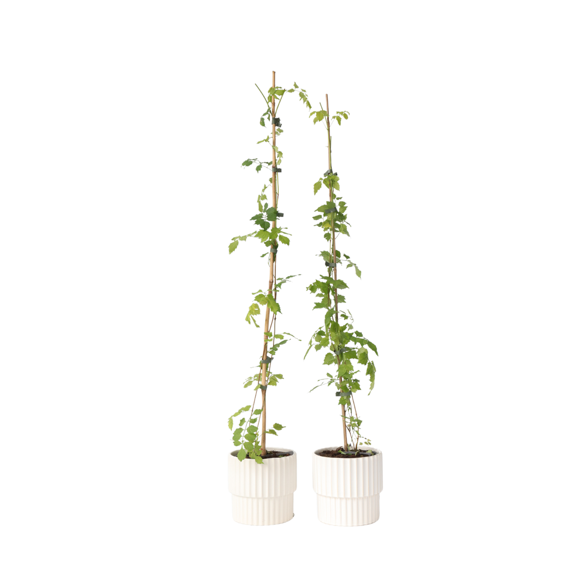 Bignone à trompettes - Set de 2 - Campsis radicans - Hauteur 110-120cm - ⌀17cm