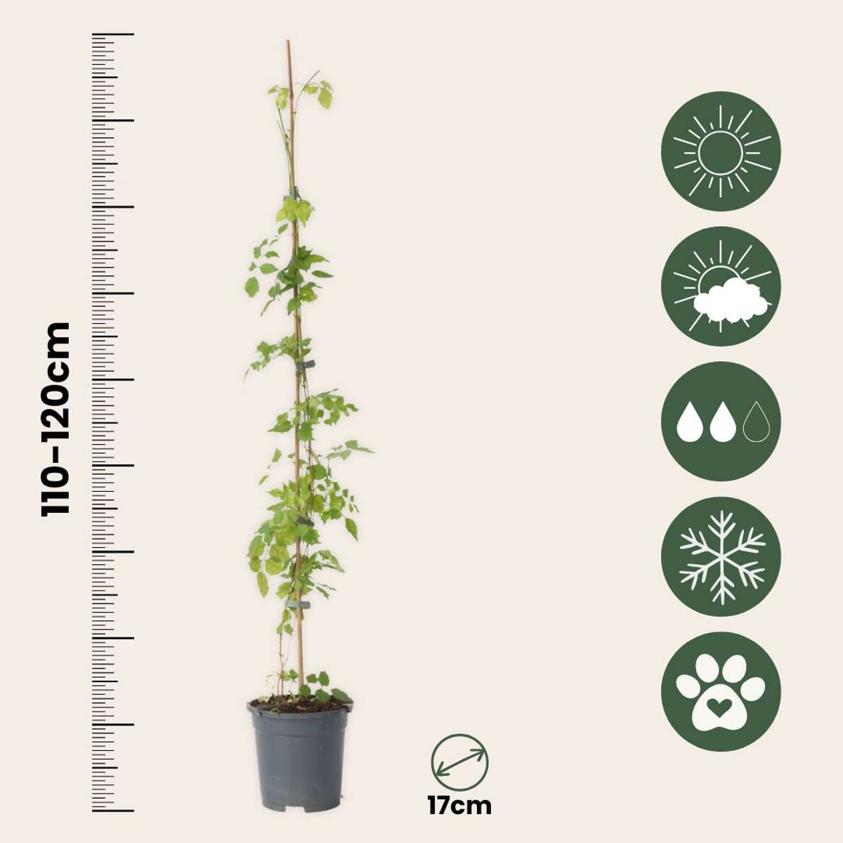 Bignone à trompettes - Set de 2 - Campsis radicans - Hauteur 110-120cm - ⌀17cm