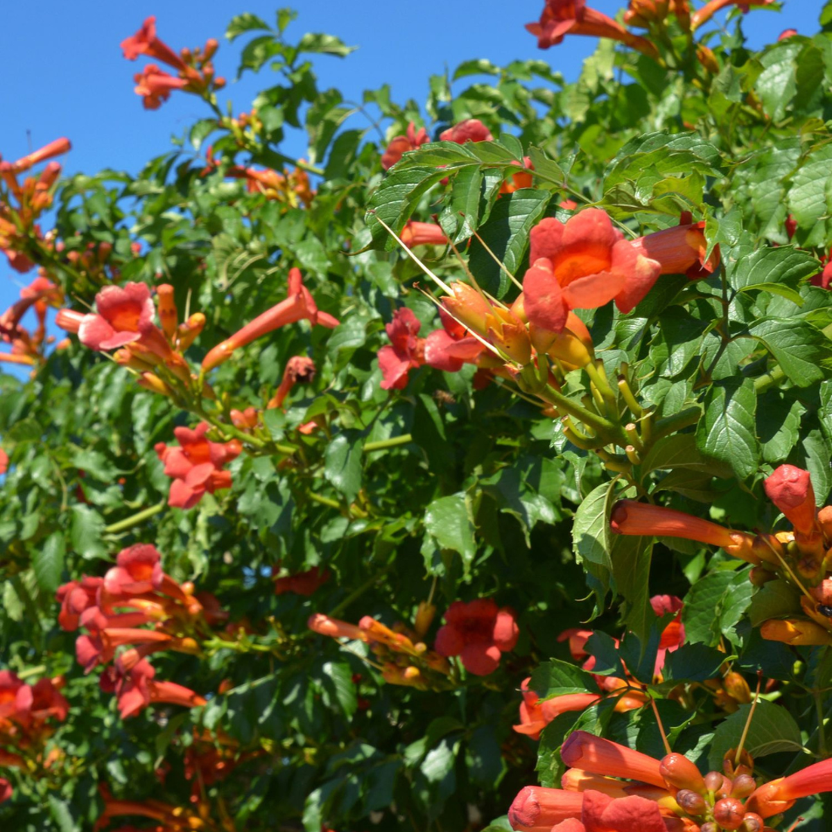 Bignone à trompettes - Campsis taglibuana 'Mme Galen' - H110-120cm - ⌀17cm - TD Plantz