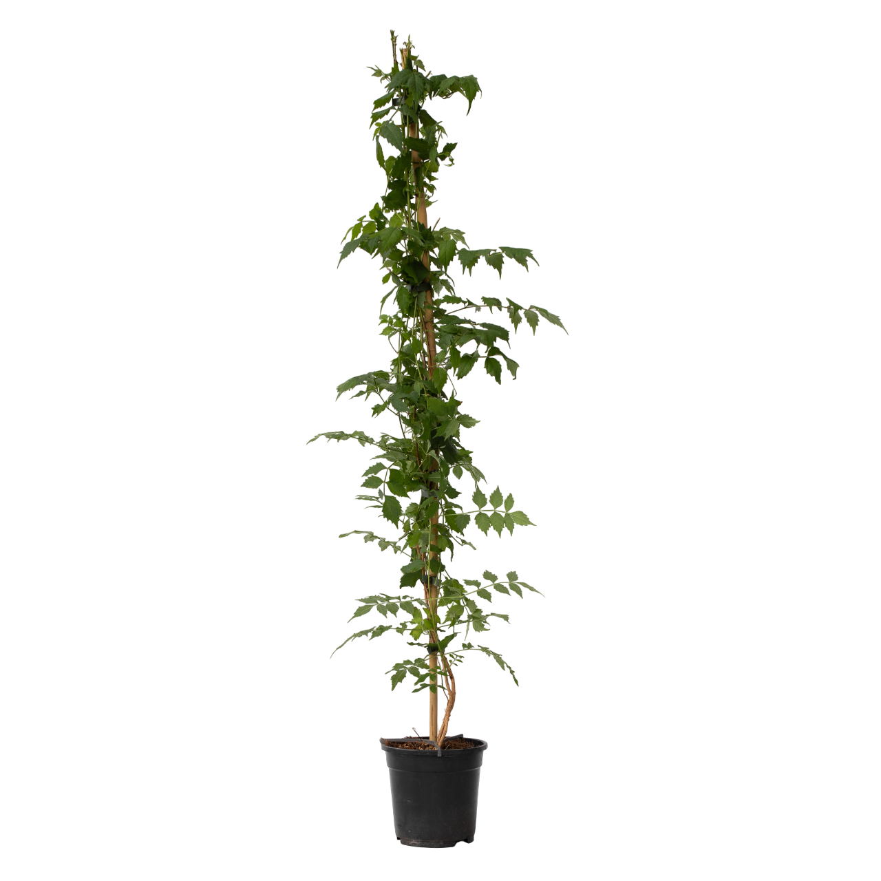 Bignone à trompettes - Campsis taglibuana 'Mme Galen' - H110-120cm - ⌀17cm - TD Plantz