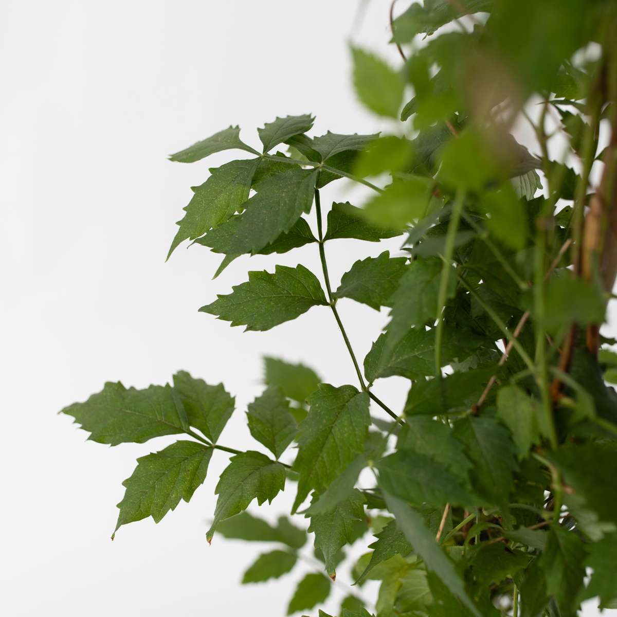 Bignone à trompettes - Set de 2 - Campsis 'Mme Galen' - H110-120cm - ⌀17cm - TD Plantz