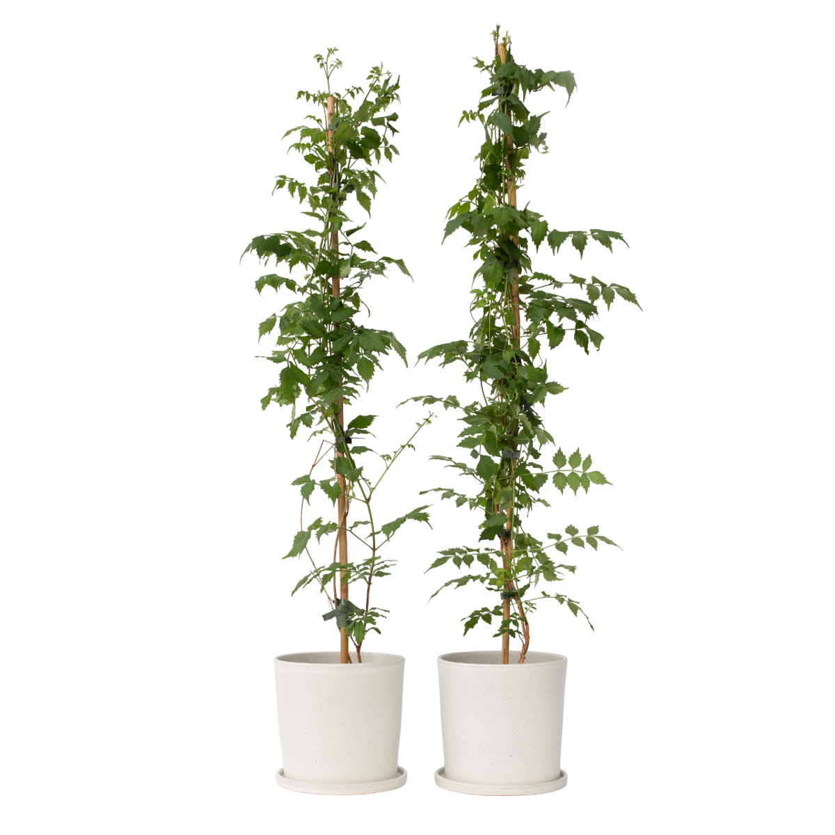 Bignone à trompettes - Set de 2 - Campsis 'Mme Galen' - H110-120cm - ⌀17cm - TD Plantz