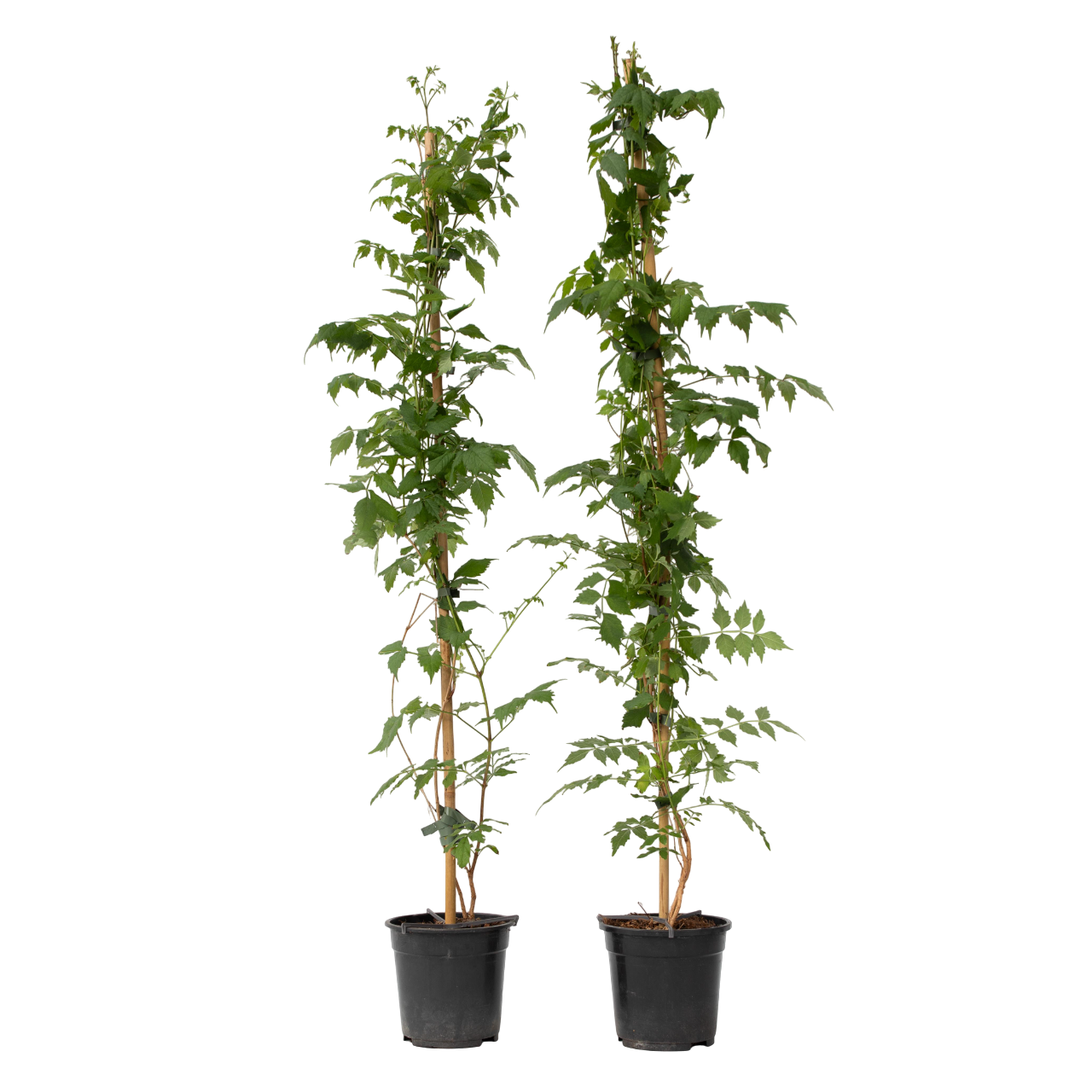 Bignone à trompettes - Set de 2 - Campsis 'Mme Galen' - H110-120cm - ⌀17cm - TD Plantz