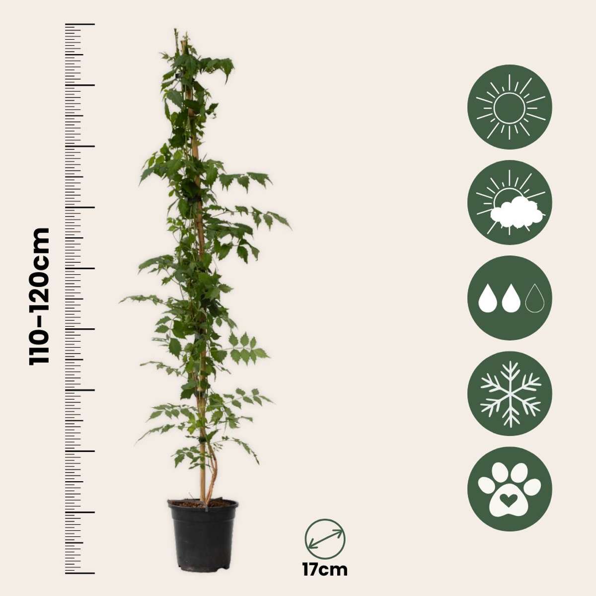 Bignone à trompettes - Set de 2 - Campsis 'Mme Galen' - H110-120cm - ⌀17cm - TD Plantz