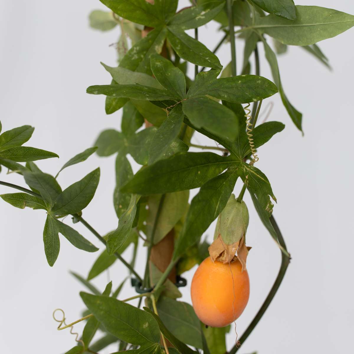 Passiflore - Passiflora caerulea - Hauteur 110-120cm - ⌀17cm