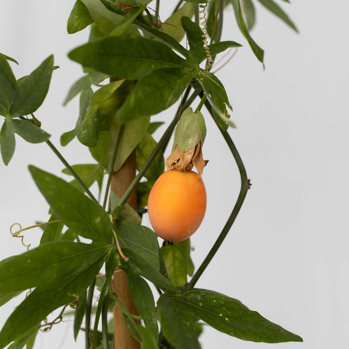 Passiflore - Passiflora caerulea - Hauteur 110-120cm - ⌀17cm