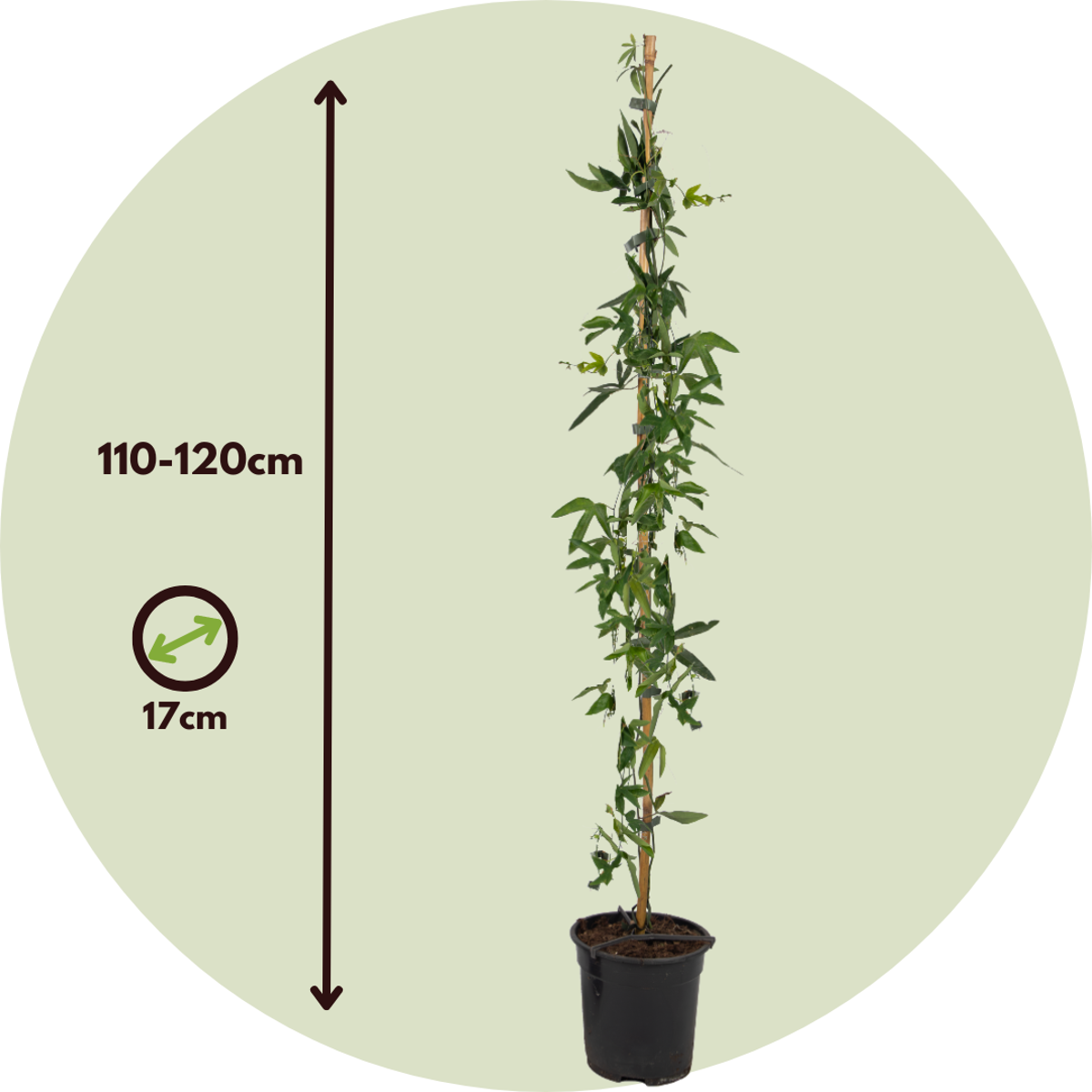 Passiflore - Passiflora caerulea - Hauteur 110-120cm - ⌀17cm