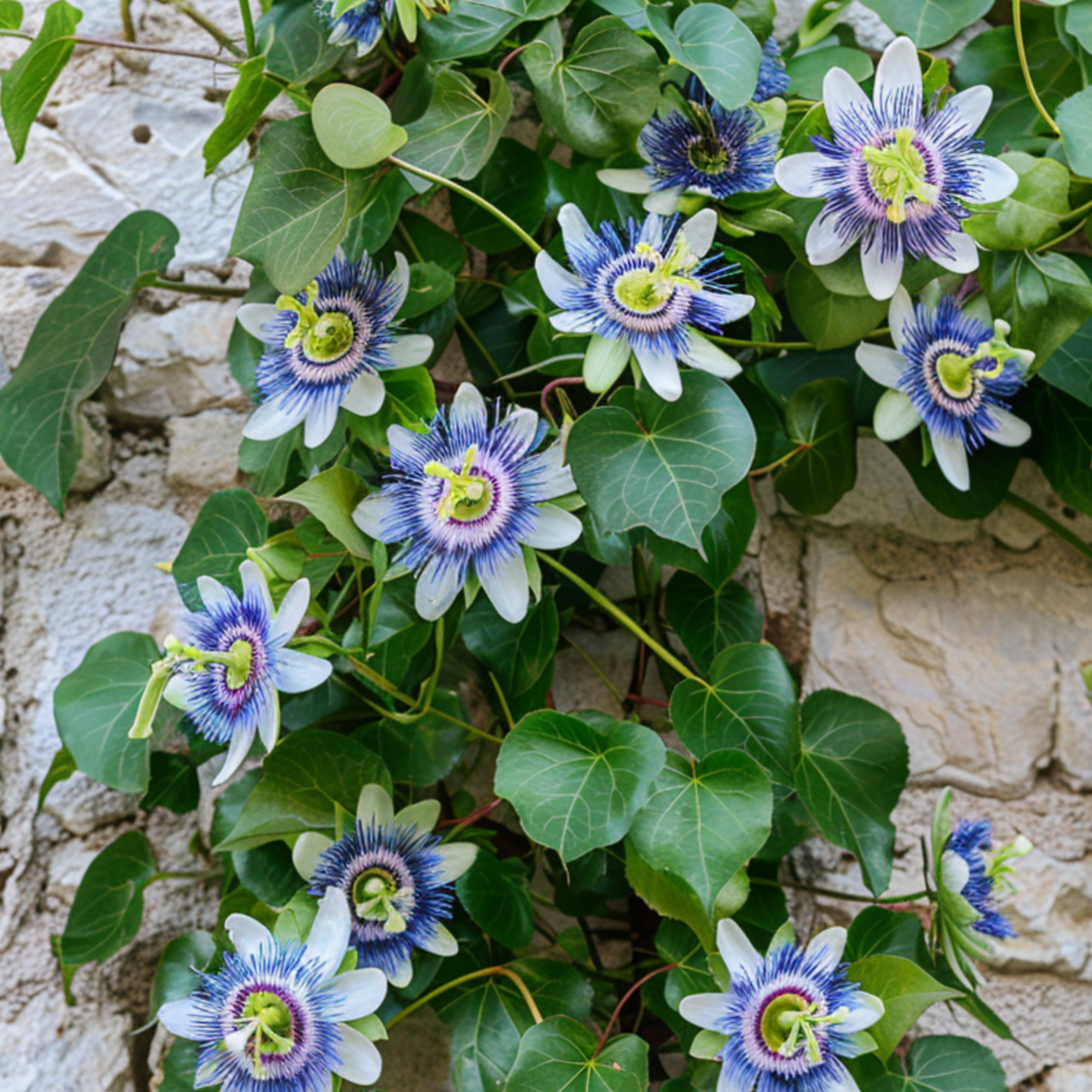 Passiflore - Set de 2 - Passiflora caerulea - Hauteur 110-120cm - ⌀17cm