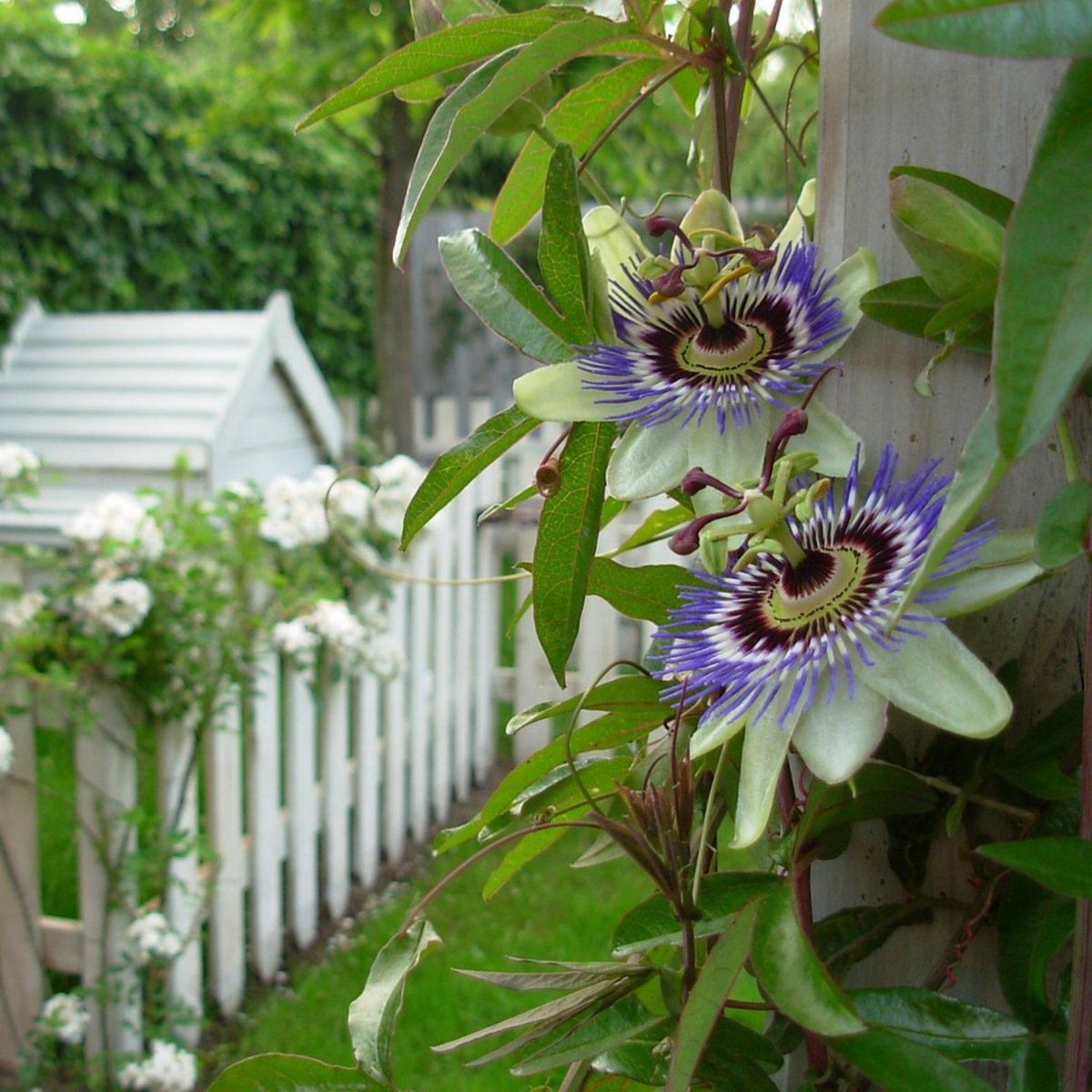 Passiflore - Set de 2 - Passiflora caerulea - Hauteur 110-120cm - ⌀17cm