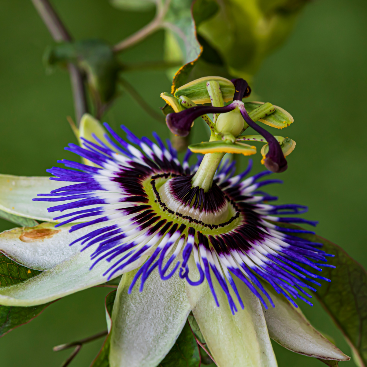 Passiflore - Set de 2 - Passiflora caerulea - Hauteur 110-120cm - ⌀17cm