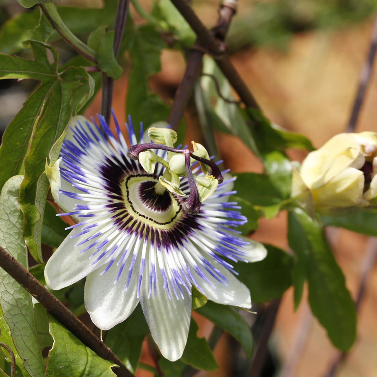 Passiflore - Set de 2 - Passiflora caerulea - Hauteur 110-120cm - ⌀17cm
