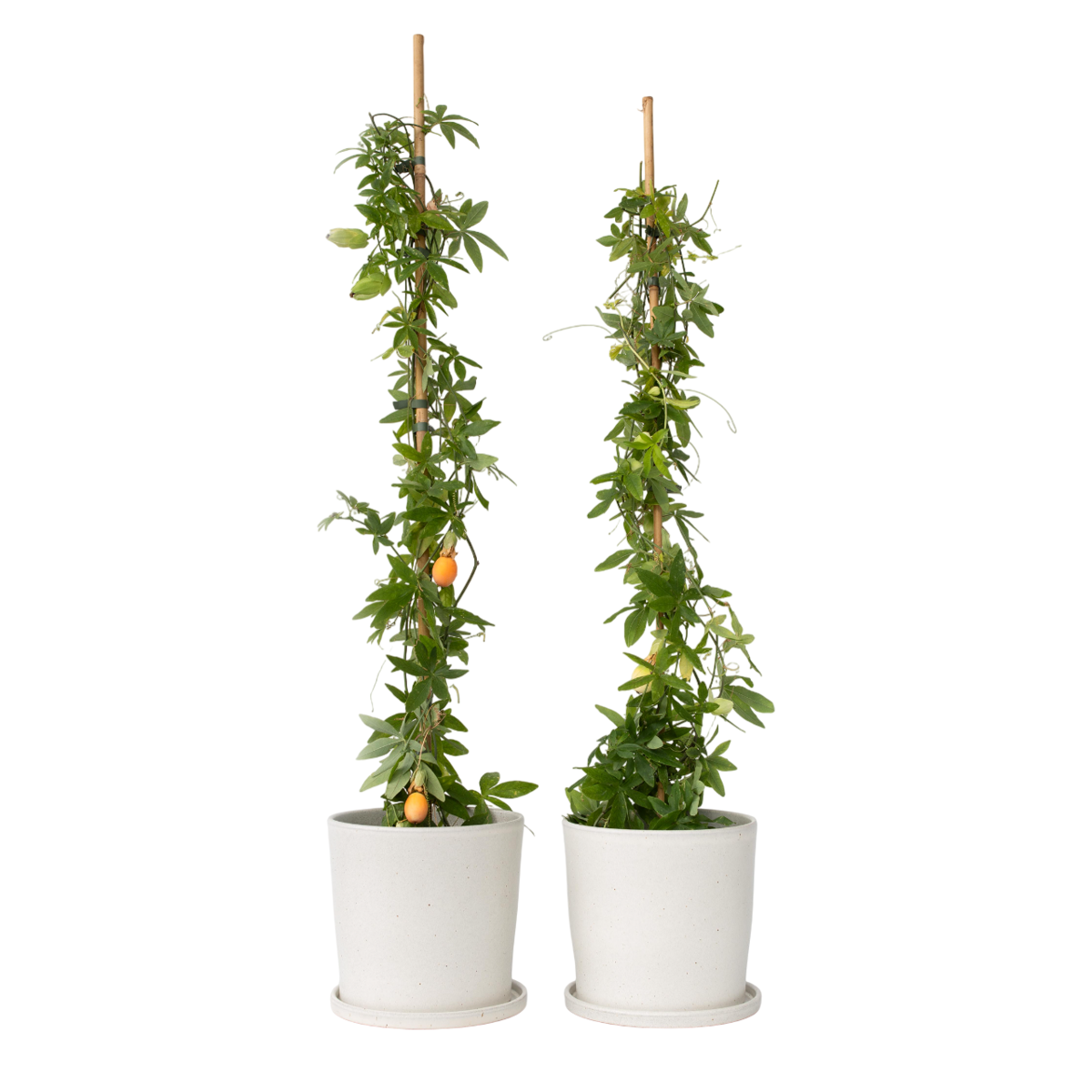 Passiflore - Set de 2 - Passiflora caerulea - Hauteur 110-120cm - ⌀17cm