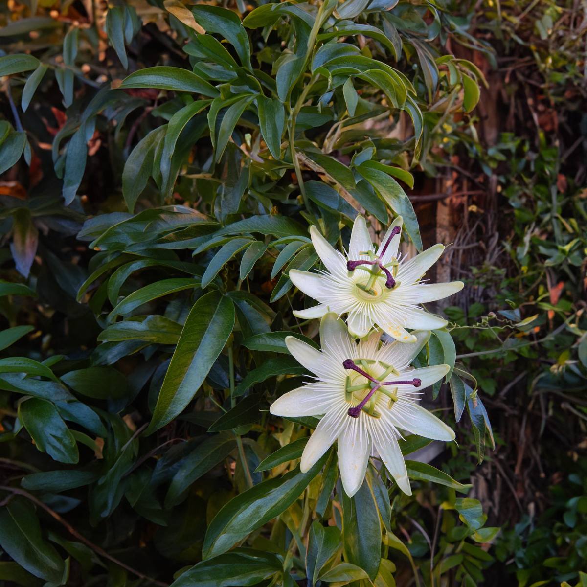 Passiflore - Set de 2 - Passiflora 'Constance Elliott' - H110-120cm - ⌀17cm
