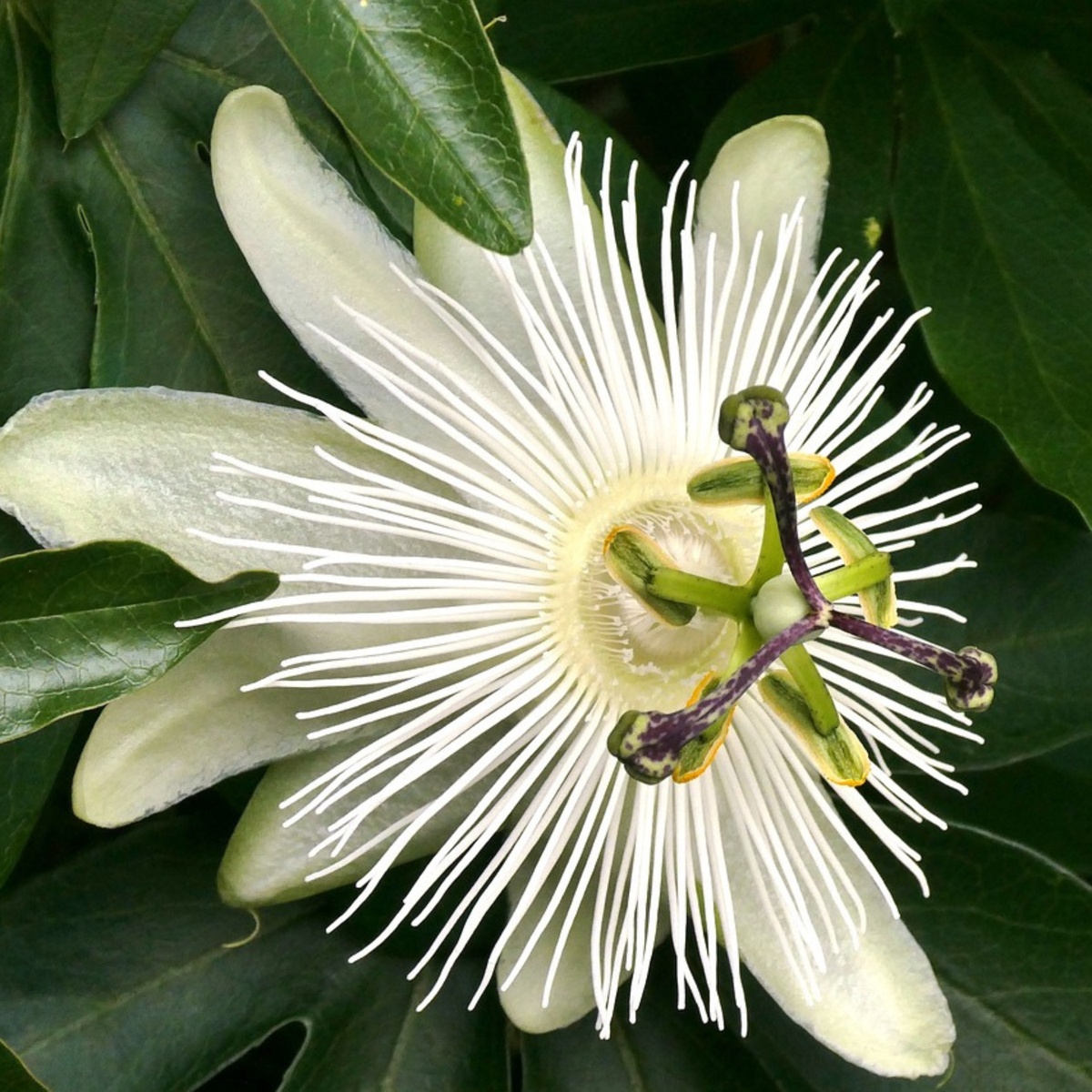 Passiflore - Set de 2 - Passiflora 'Constance Elliott' - H110-120cm - ⌀17cm