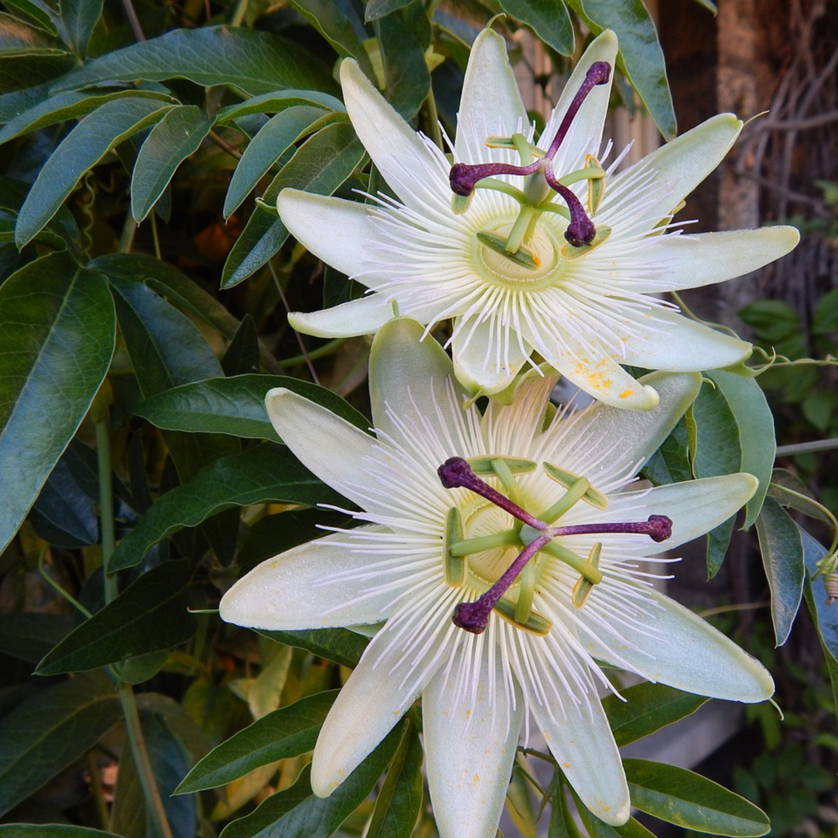 Passiflore - Set de 2 - Passiflora 'Constance Elliott' - H110-120cm - ⌀17cm