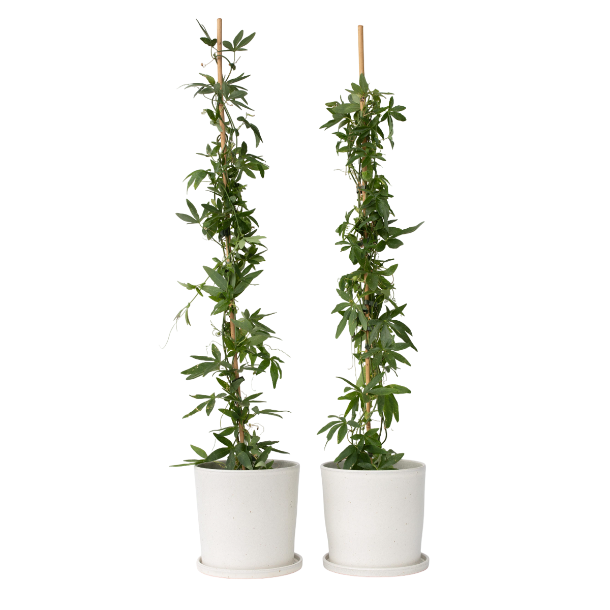 Passiflore - Set de 2 - Passiflora 'Constance Elliott' - H110-120cm - ⌀17cm