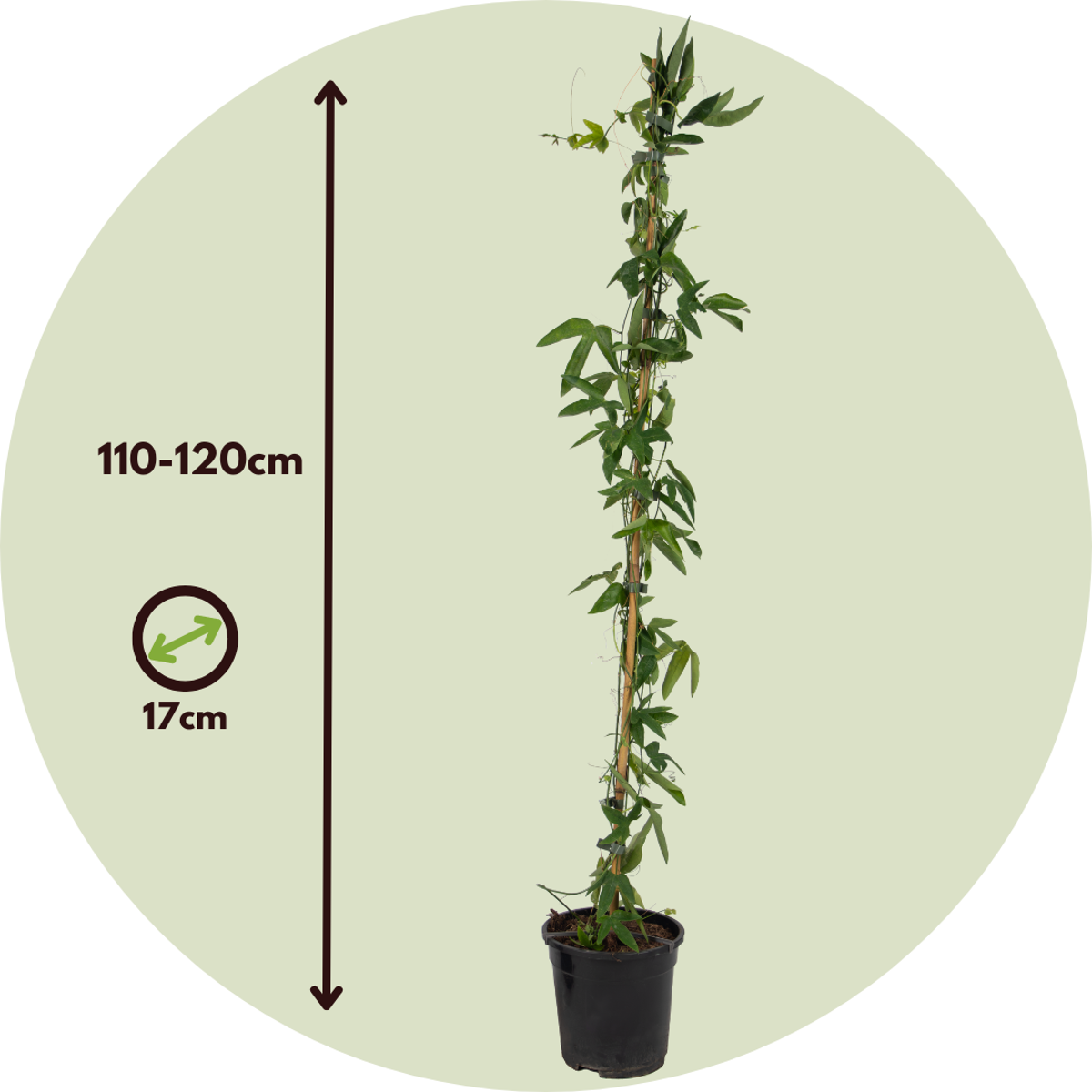 Passiflore - Set de 2 - Passiflora 'Constance Elliott' - H110-120cm - ⌀17cm