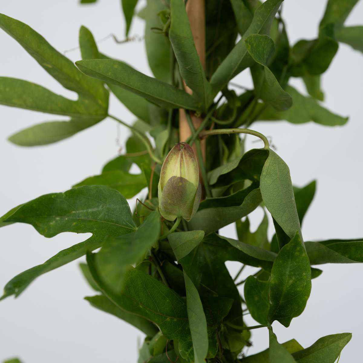 Passiflore - Passiflora x violacea 'Victoria' - Hauteur 110-120cm - ⌀17cm