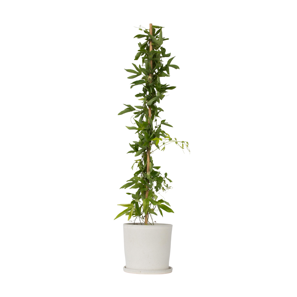 Passiflore - Passiflora x violacea 'Victoria' - Hauteur 110-120cm - ⌀17cm