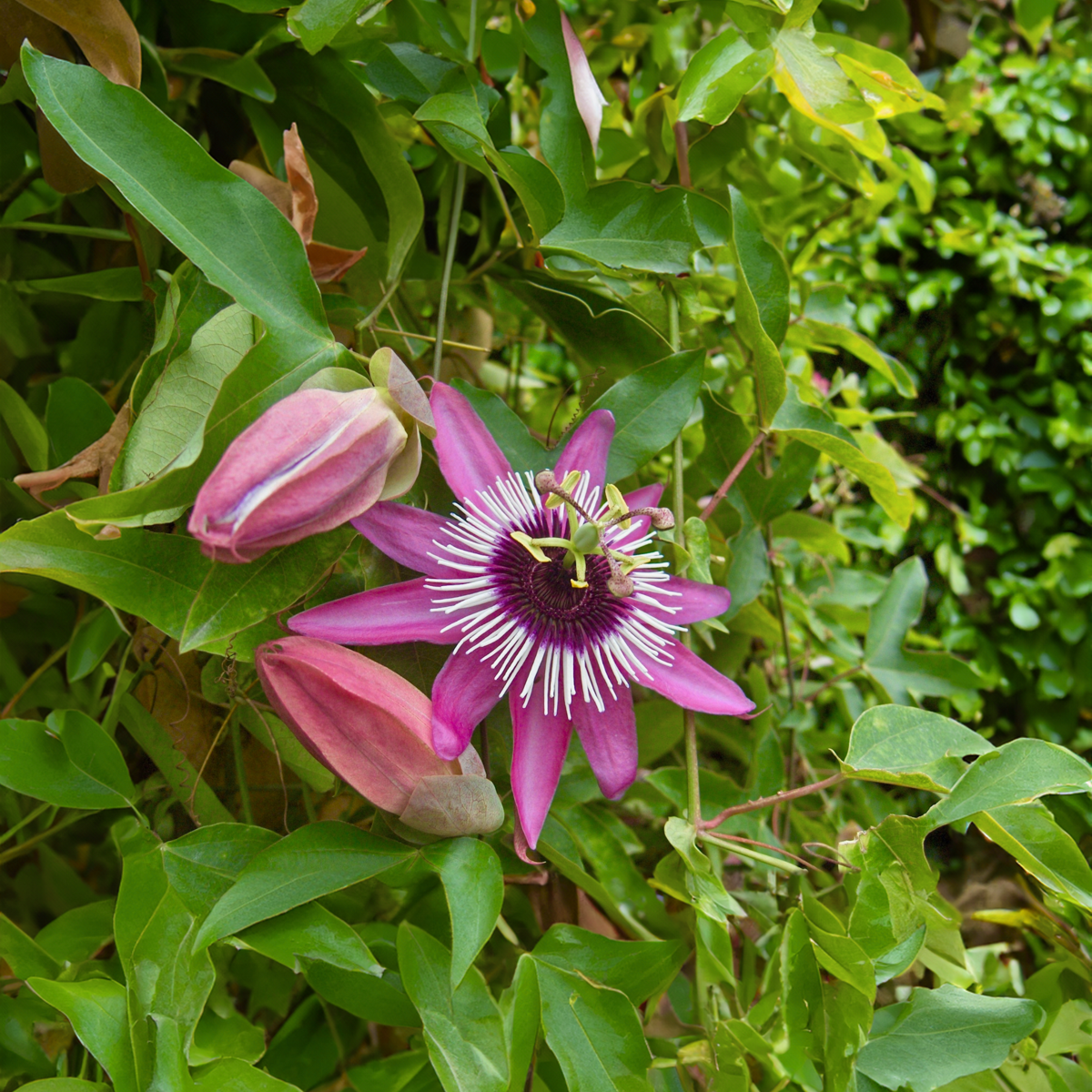 Passiflore - Set de 2 - Passiflora x violacea 'Victoria' - H110-120cm - ⌀17cm