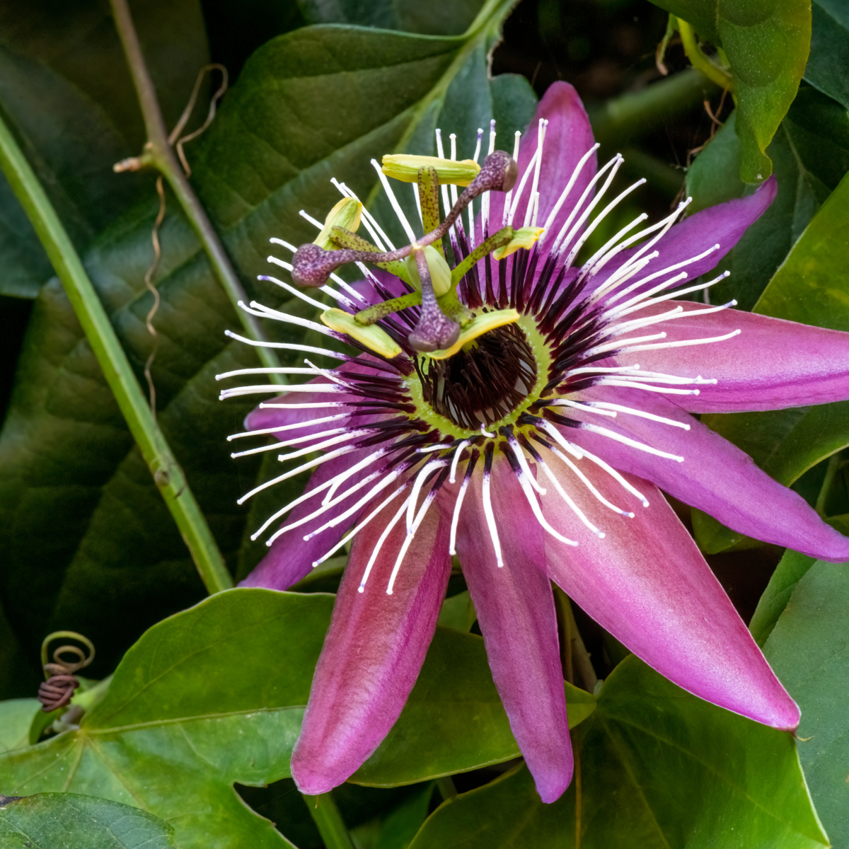 Passiflore - Set de 2 - Passiflora x violacea 'Victoria' - H110-120cm - ⌀17cm