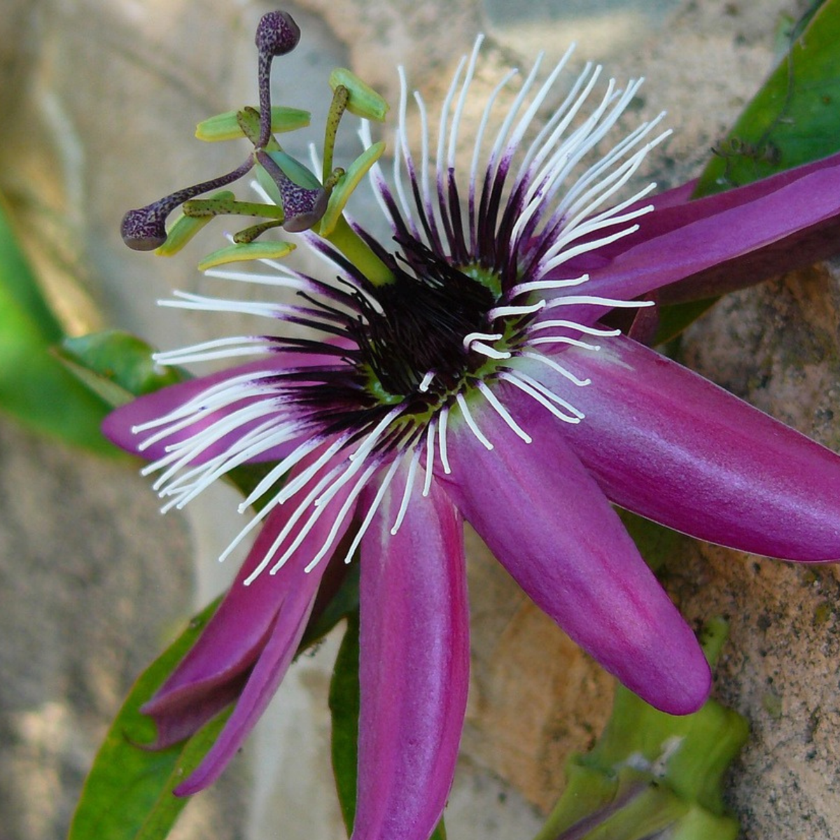 Passiflore - Set de 2 - Passiflora x violacea 'Victoria' - H110-120cm - ⌀17cm