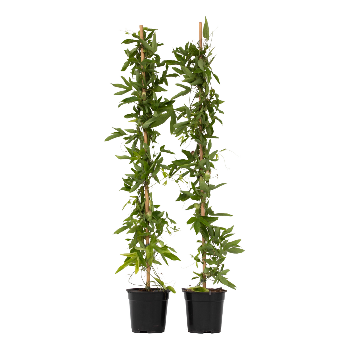 Passiflore - Set de 2 - Passiflora x violacea 'Victoria' - H110-120cm - ⌀17cm