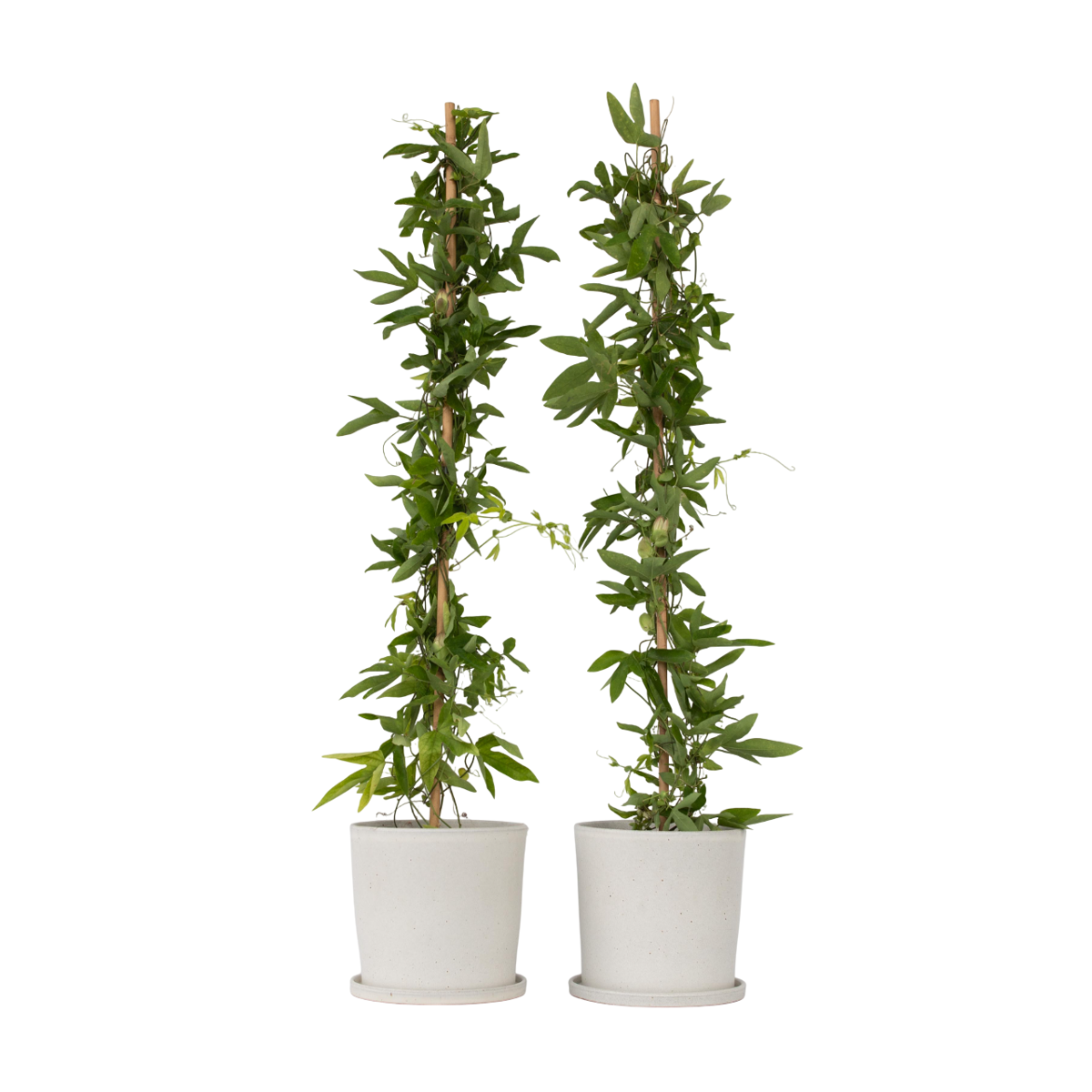 Passiflore - Set de 2 - Passiflora x violacea 'Victoria' - H110-120cm - ⌀17cm