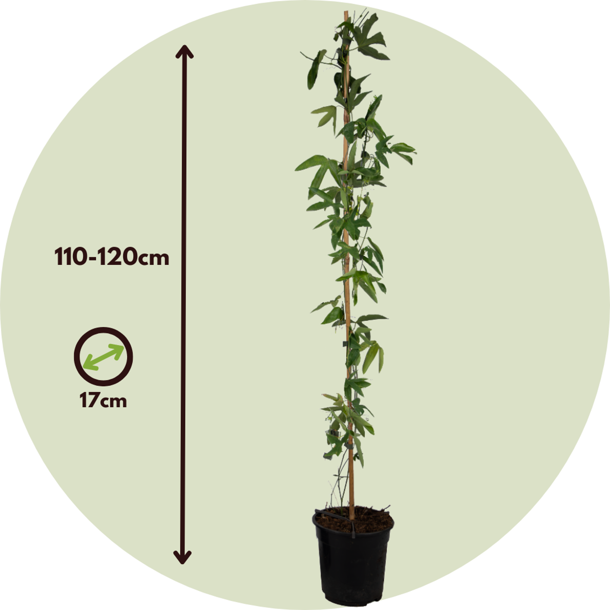 Passiflore - Set de 2 - Passiflora x violacea 'Victoria' - H110-120cm - ⌀17cm