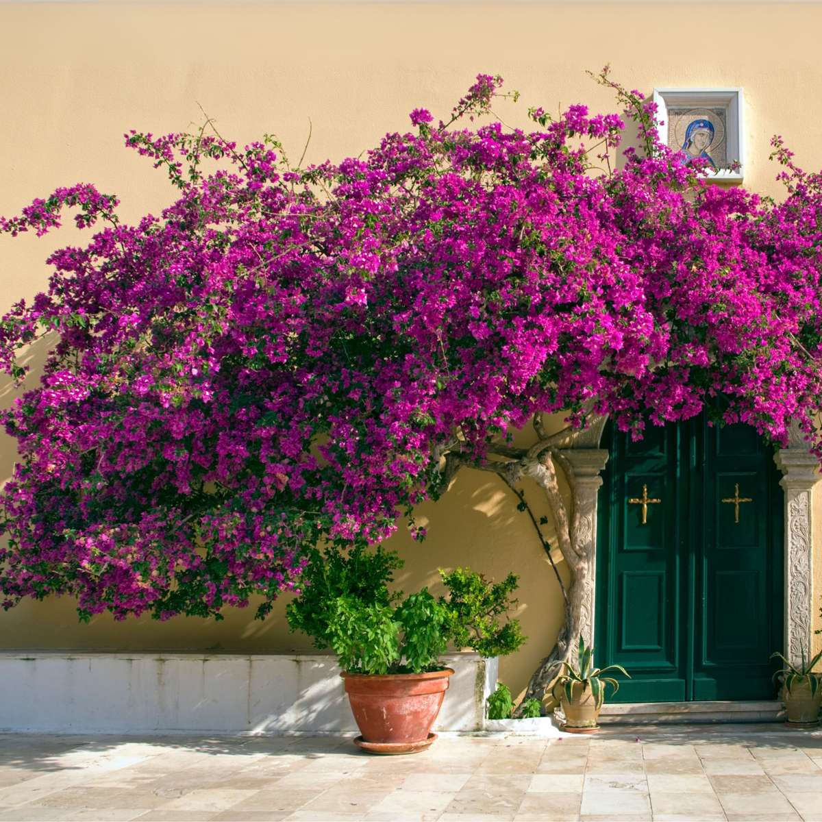 Bougainvillier - Bougainvillea 'Alexandra' - Hauteur 50-60cm - ⌀17cm - TD Plantz